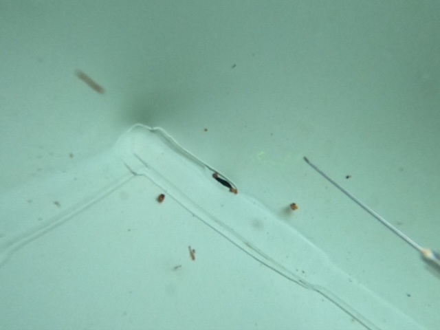 Fuite sur revêtement liner piscine chez un client de ADN en Gironde